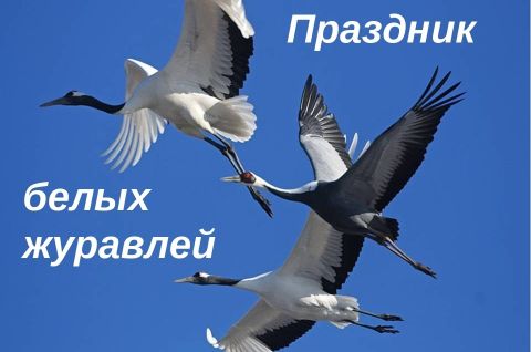 «В разных уголках Земли взлетели и навечно застыли журавли»