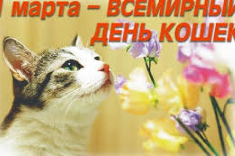 Вот такая котовасия!